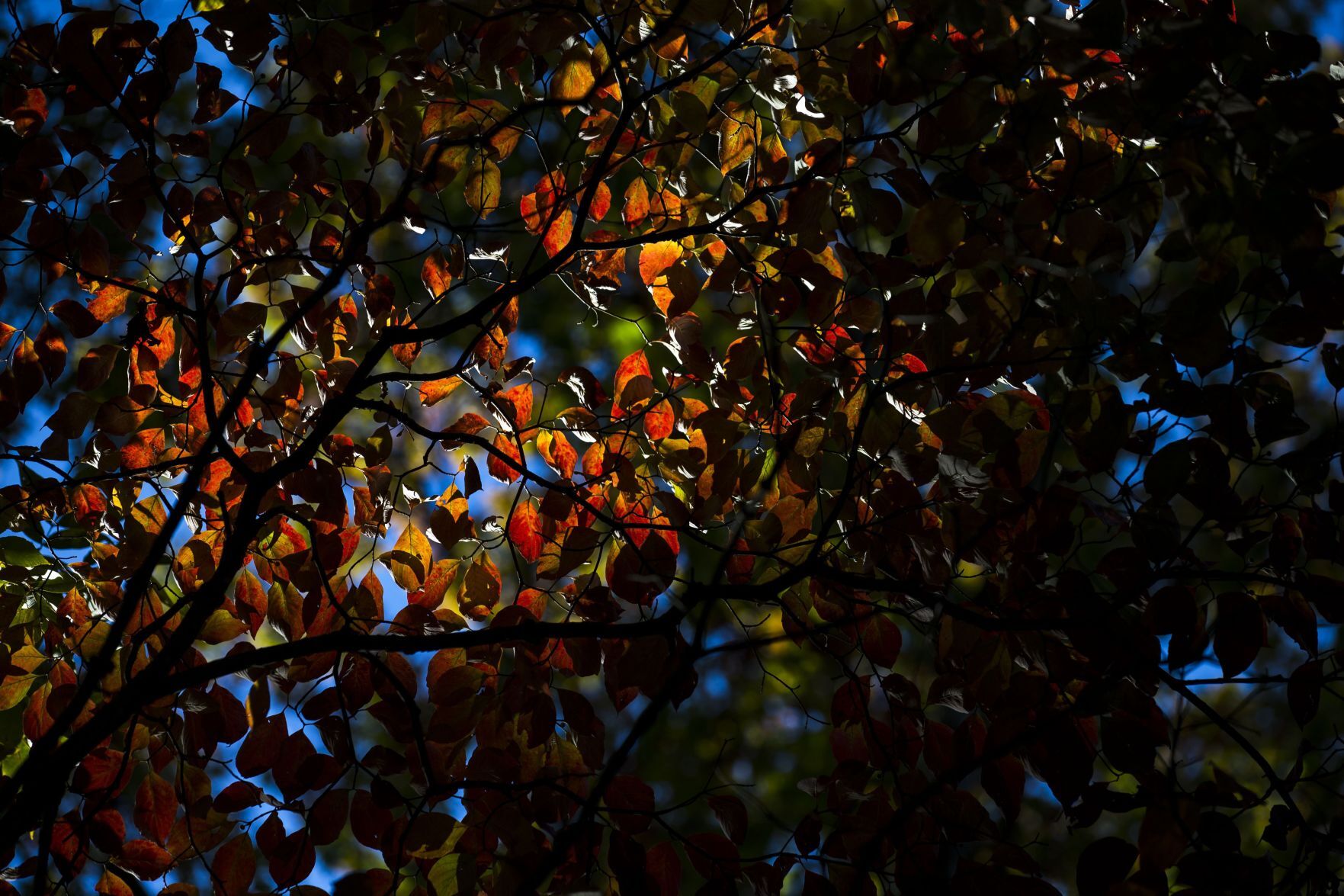 Fall shining down